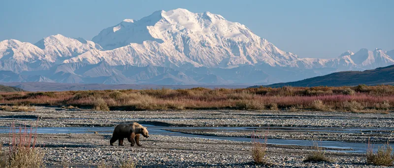 Alaskan brown bear (Ursus arctos horribilis) in Alaska