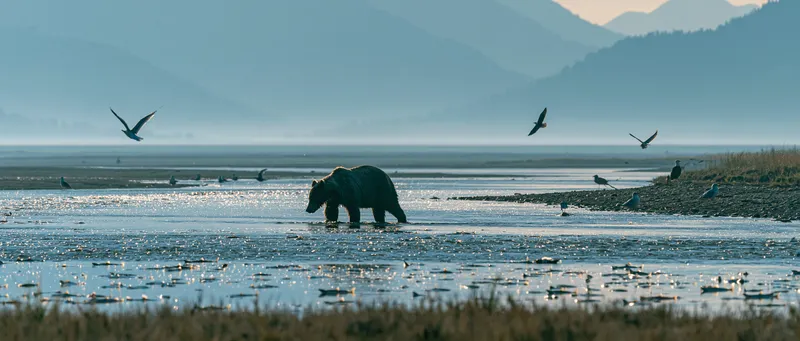 Alaskan coastal brown bear (Ursus arctos) in Alaska