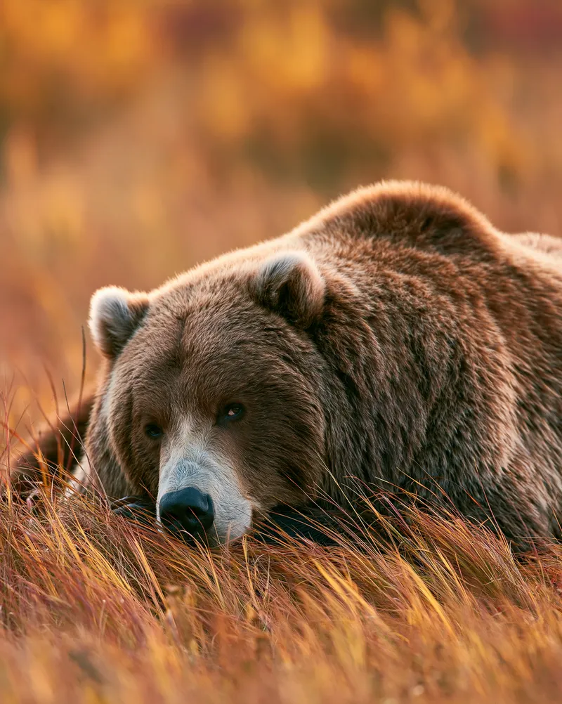 Alaskan coastal brown bear (Ursus arctos) in Alaska