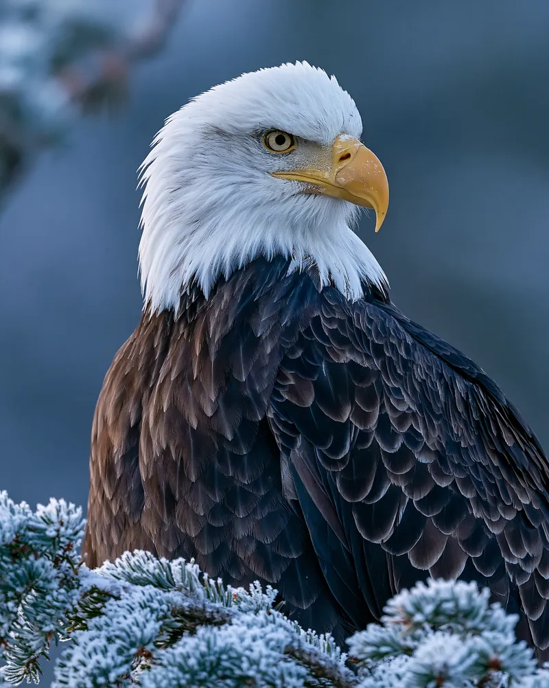 Bald Eagle in Alaska