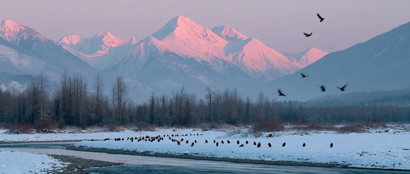 Bald eagles gathered (Chilkat) (Haliaeetus leucocephalus) in Alaska