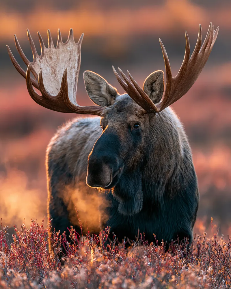 Bull moose (Alces alces) in Alaska