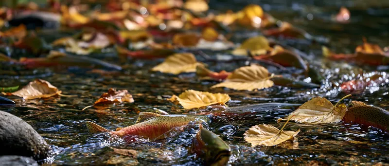 Coho salmon in the shallows (Oncorhynchus kisutch) in Alaska