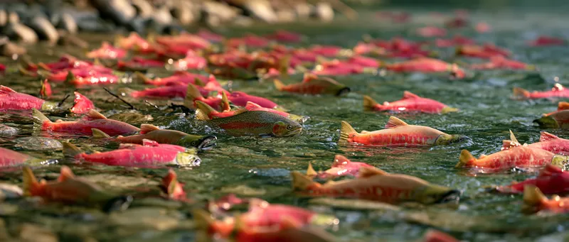 Rainbow Trout (Oncorhynchus mykiss) in Alaska
