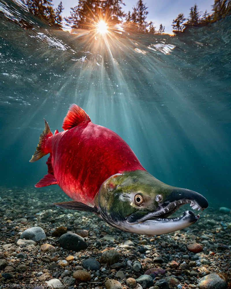 Sockeye salmon (Oncorhynchus nerka) in Alaska
