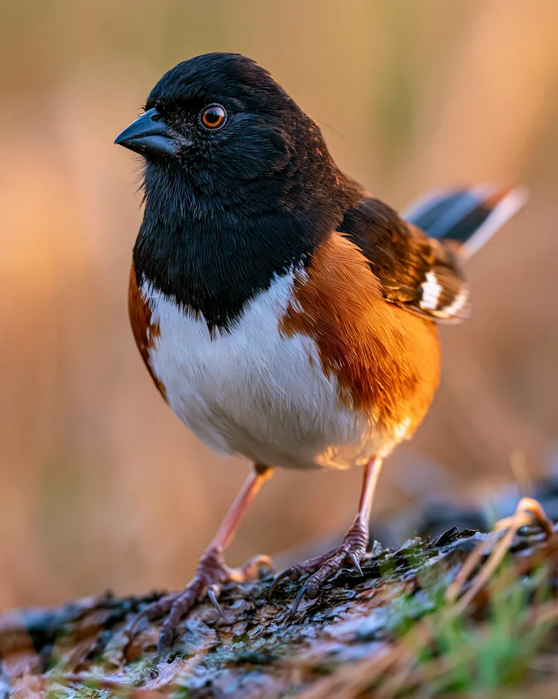 Eastern Towhee (male) (Pipilo erythrophthalmus) in Alabama