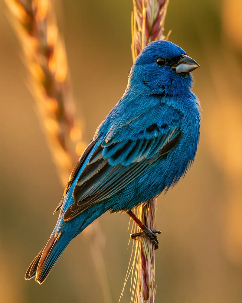 Indigo Bunting (male) (Passerina cyanea) in Arkansas