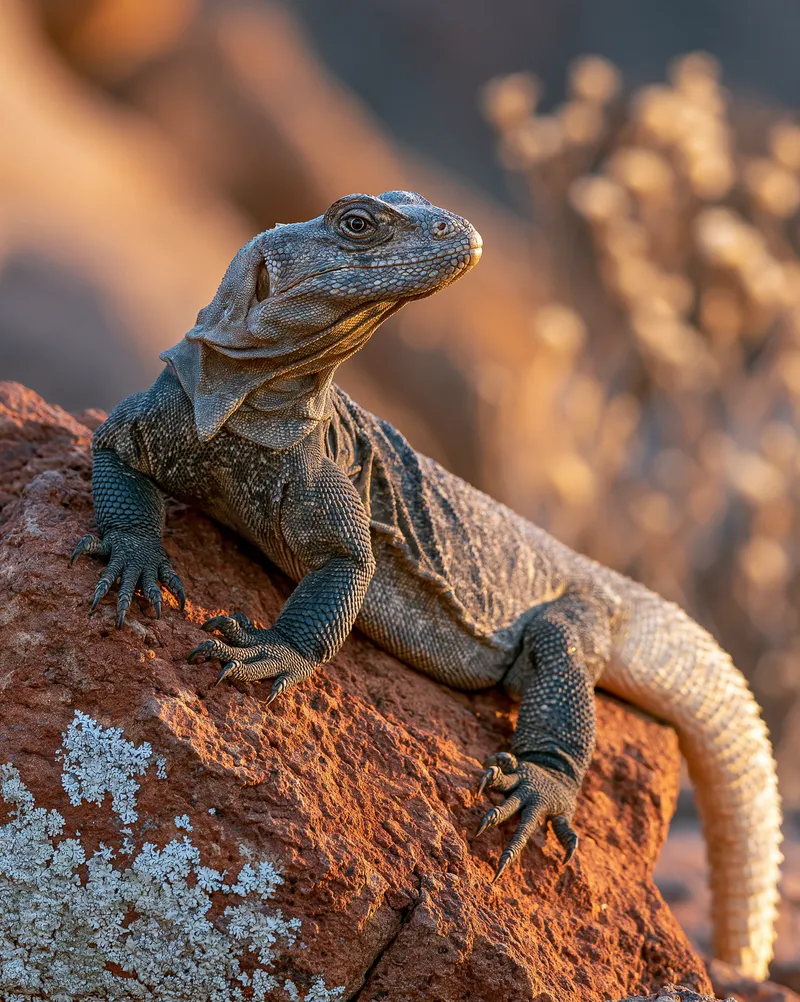 Chuckwalla — Arizona