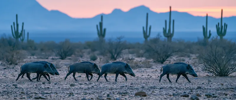 Collared Peccary (Javelina) (Pecari tajacu) in Arizona