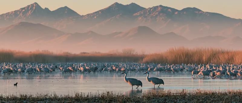 Sandhill Crane in Arizona