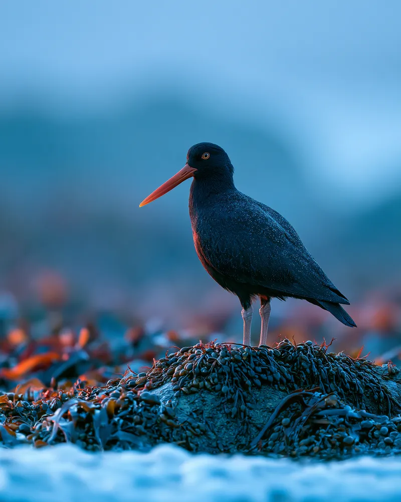 Black oystercatcher in California