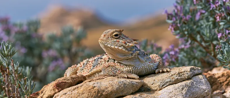 Coast horned lizard (Phrynosoma blainvillii) in California