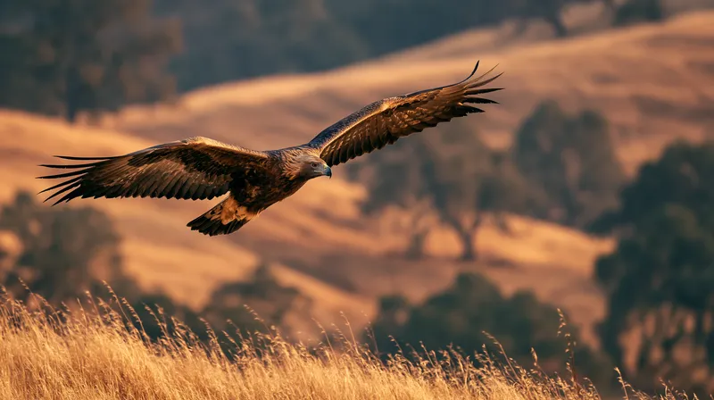 Golden Eagle (Aquila chrysaetos) in California