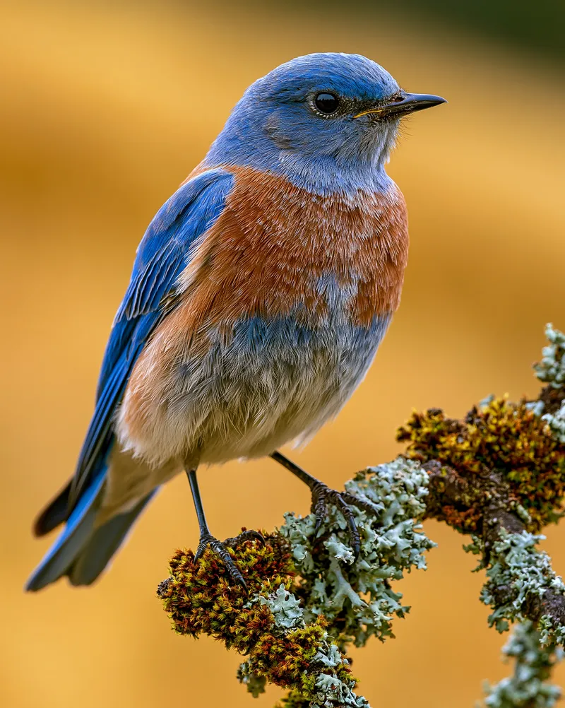 Western Bluebird (male) in California