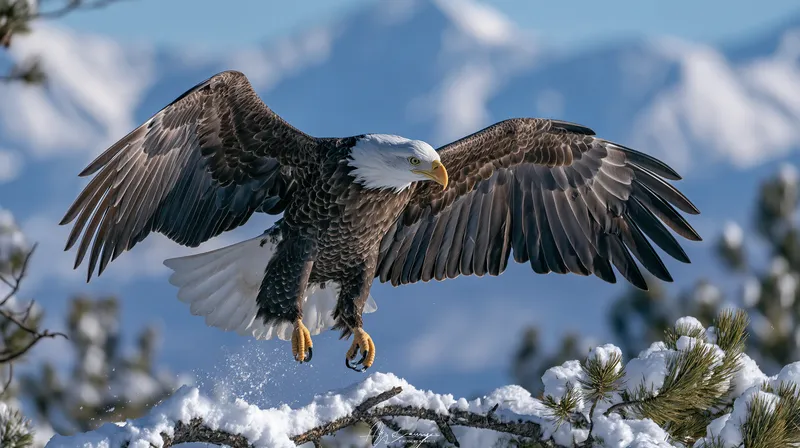 Bald Eagle in Colorado