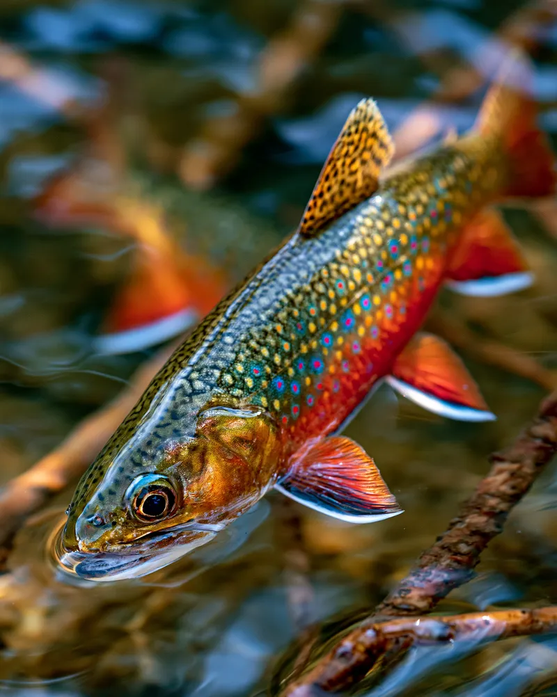 Brook Trout (Salvelinus fontinalis) in Colorado