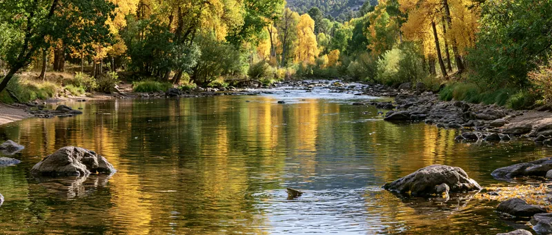 Rainbow Trout (Oncorhynchus mykiss) in Colorado