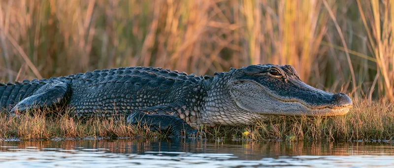 American alligator — Alligator mississippiensis