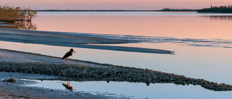 American oystercatcher (Haematopus palliatus) in Florida