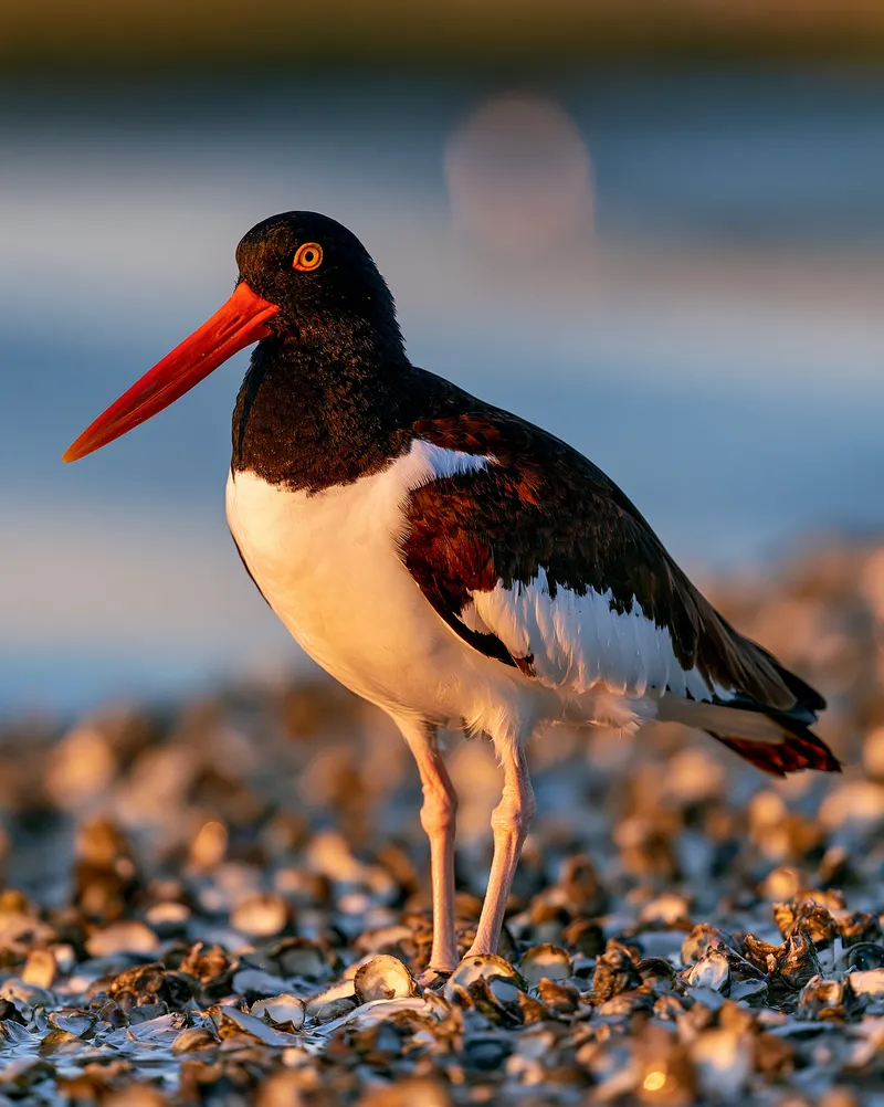 American oystercatcher in Florida