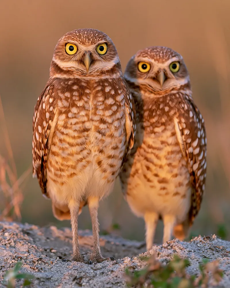 Florida Burrowing Owl (Athene cunicularia) in Florida