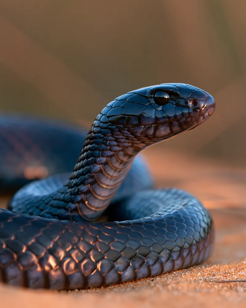 Eastern indigo snake (Drymarchon couperi) in Florida