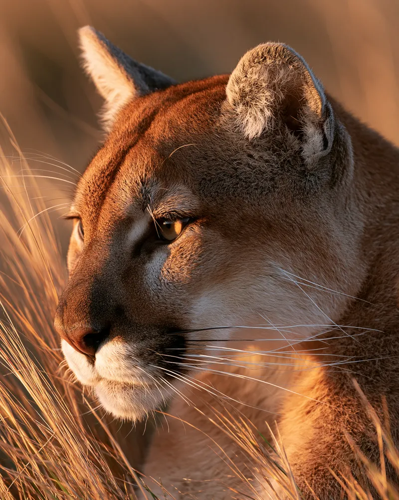 Florida panther (Puma concolor coryi) in Florida