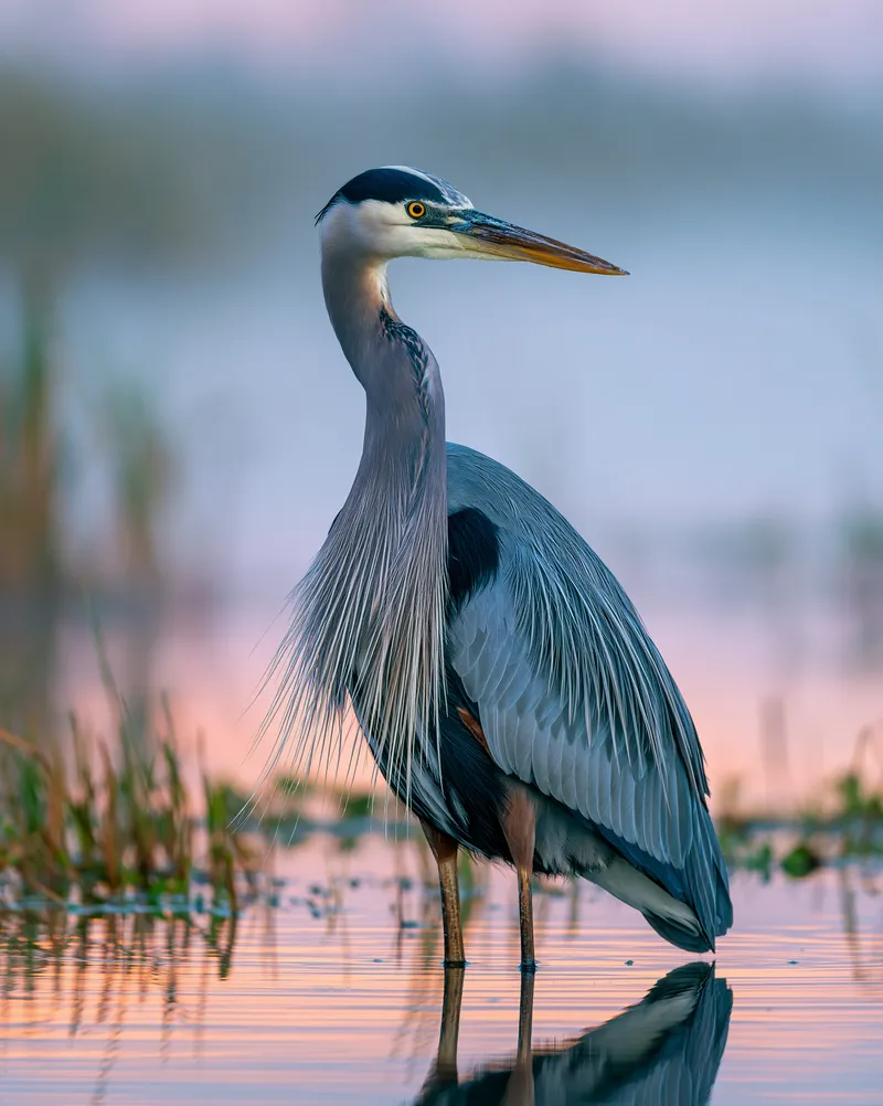 Great Blue Heron in Florida