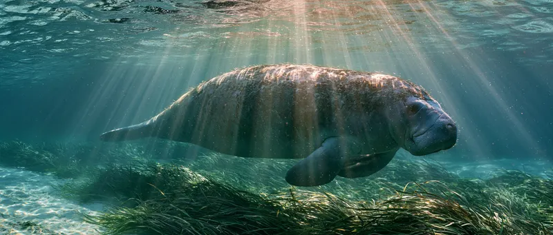 Manatee (Trichechus manatus latirostris) in Florida