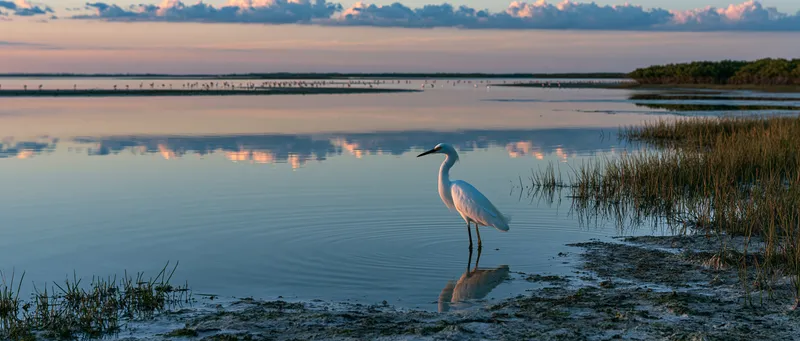 Snowy egret (Egretta thula) in Florida