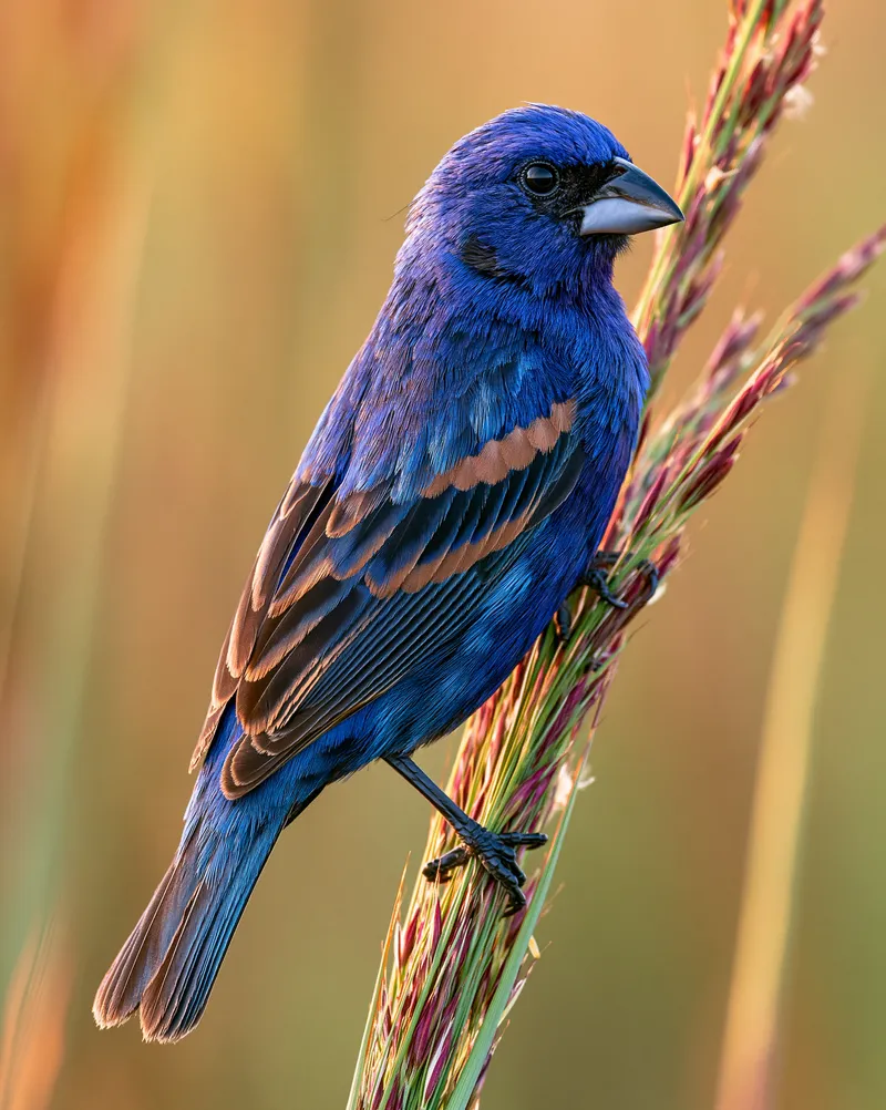 Blue Grosbeak (Passerina caerulea) in Georgia