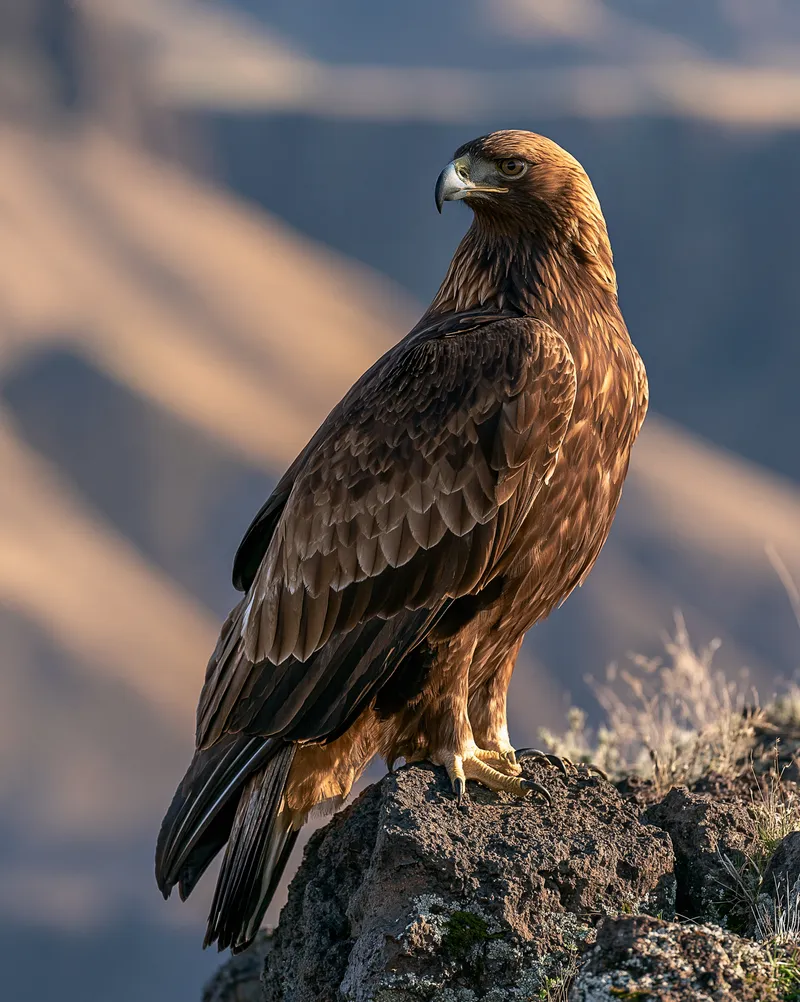 Golden Eagle (Aquila chrysaetos) in Idaho