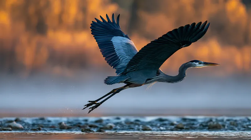 Great Blue Heron (Ardea herodias) in Idaho