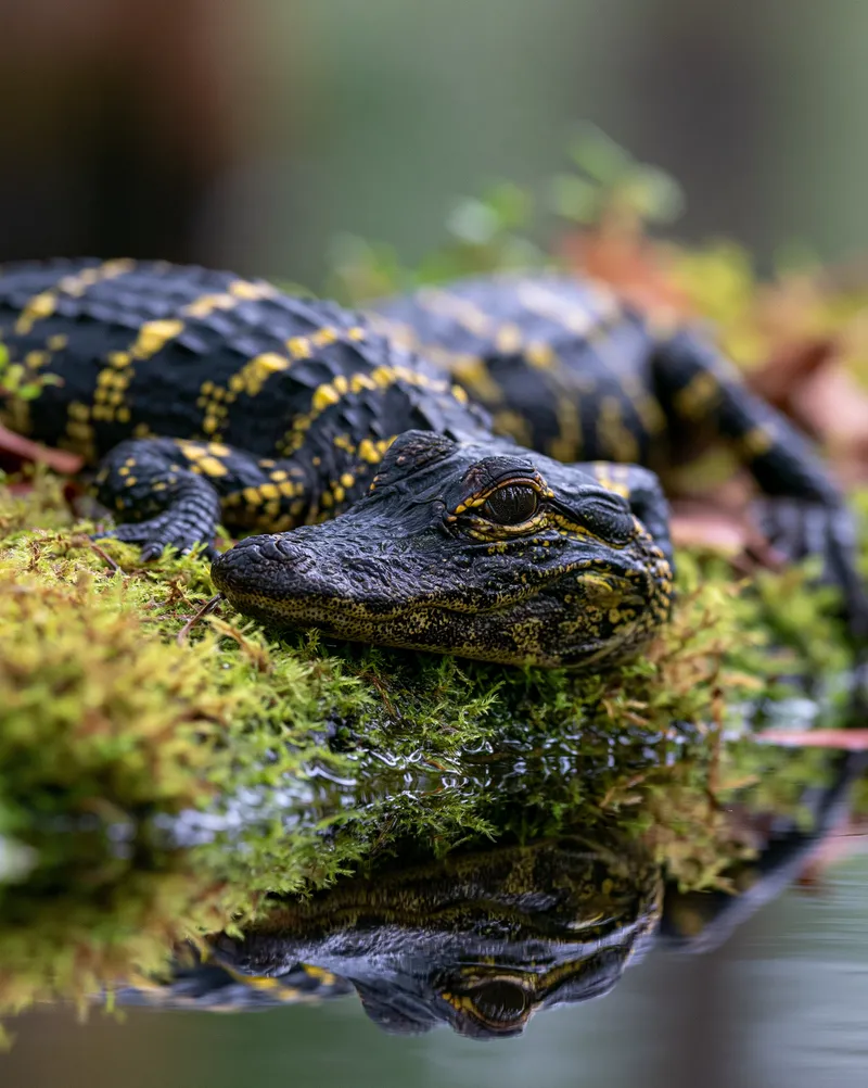 American alligator (Alligator mississippiensis) in Louisiana
