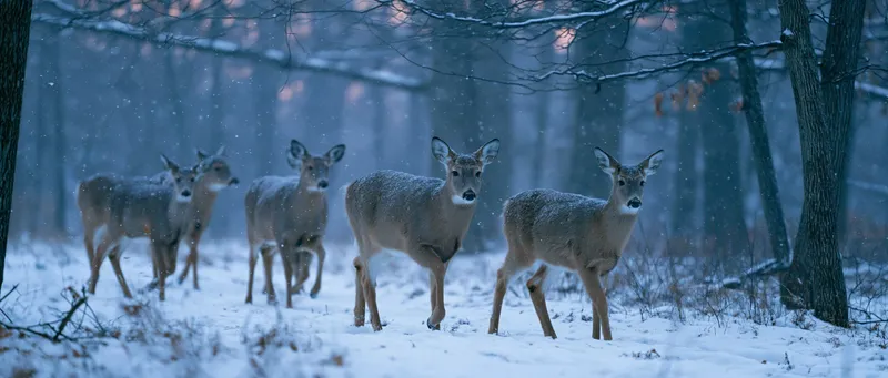 White-tailed deer (Odocoileus virginianus) in Massachusetts