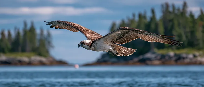 Osprey in Maine