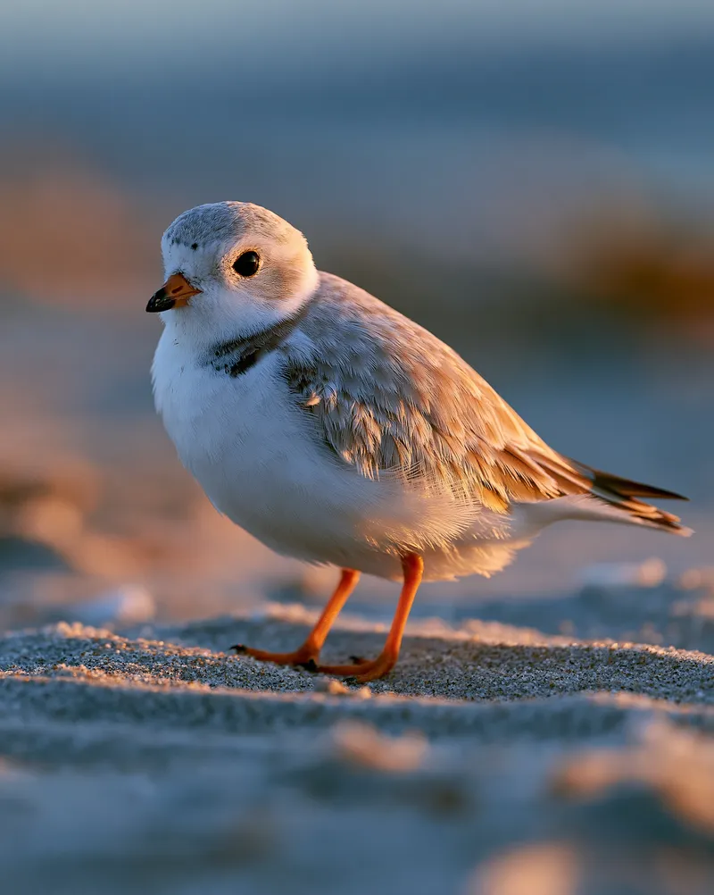 piping plover in Maine