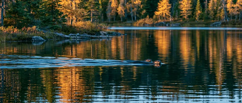 River otter (Lontra canadensis) in Maine