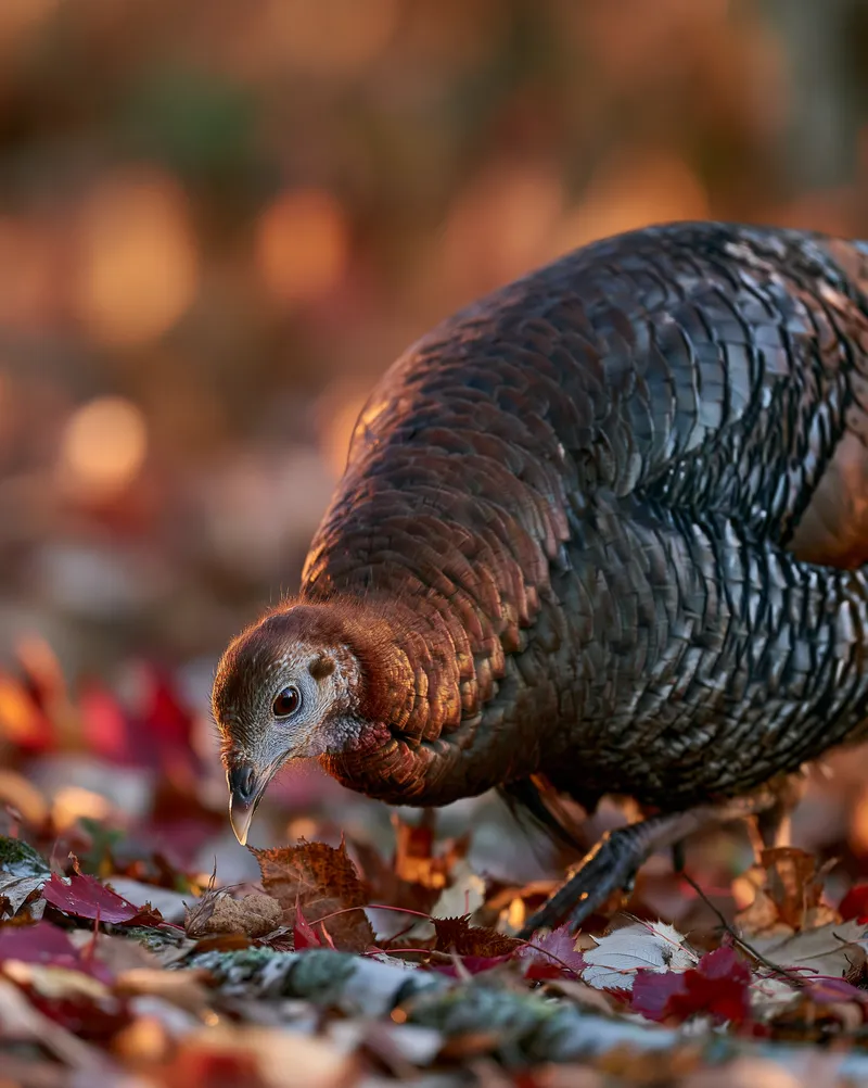 Wild turkey (Meleagris gallopavo) in Maine
