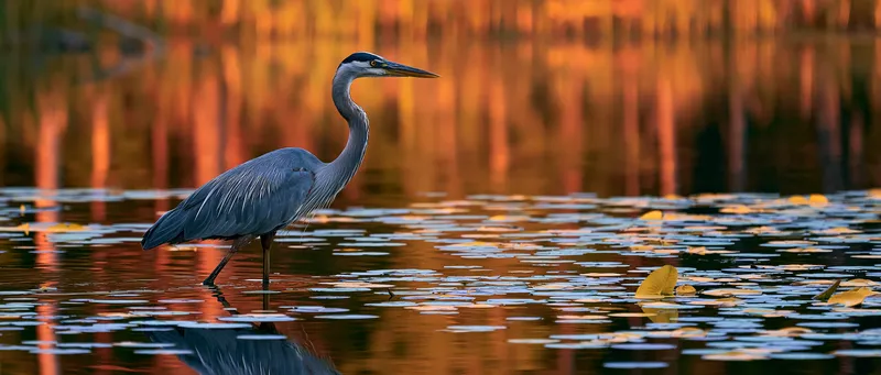 Great Blue Heron (Ardea herodias) in Minnesota