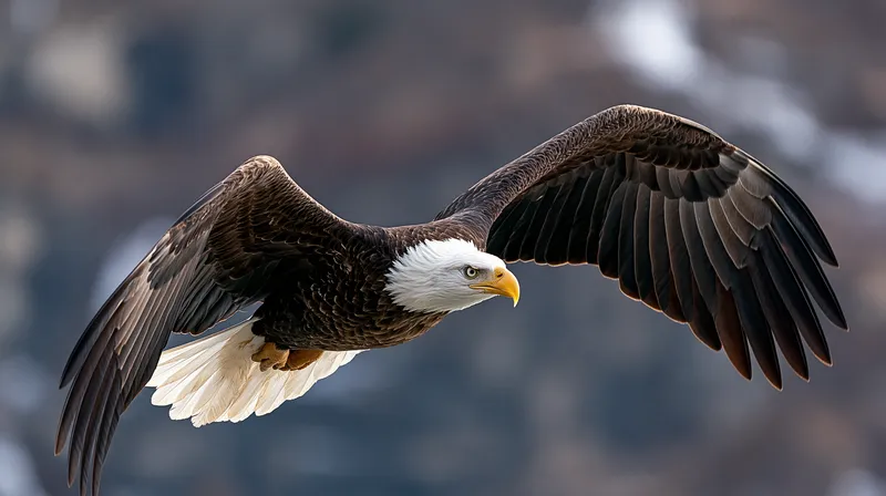 Bald Eagle (Haliaeetus leucocephalus) in Missouri