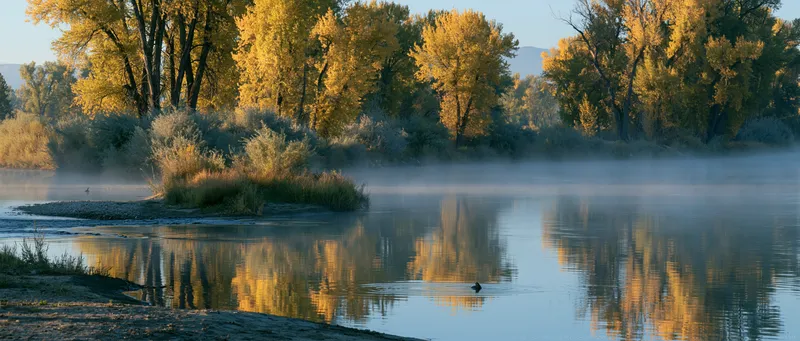 Brown Trout (Salmo trutta) in Montana