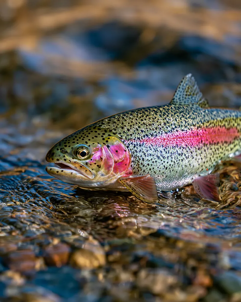 Rainbow Trout (Oncorhynchus mykiss) in Montana