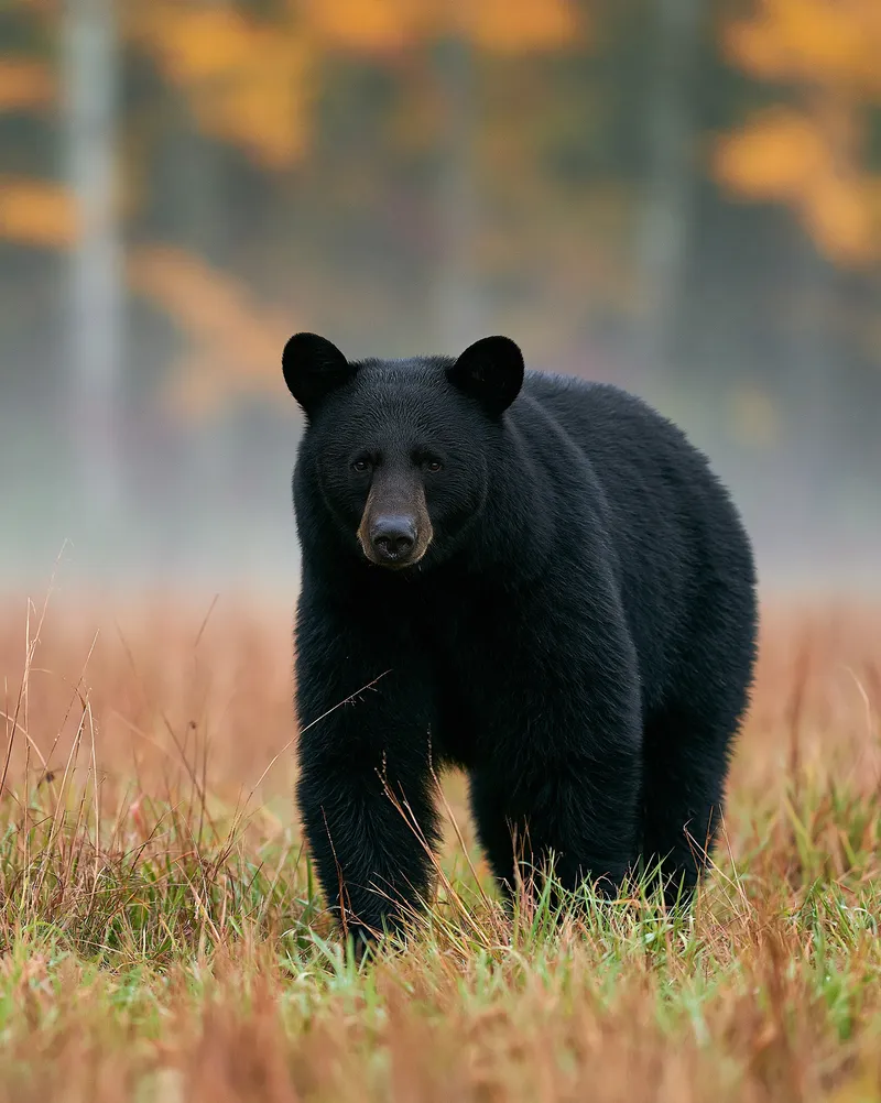 American black bear in North Carolina