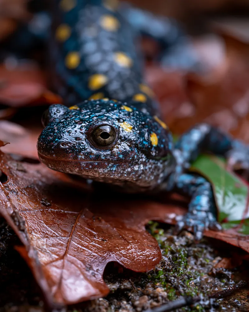 Spotted salamander (Ambystoma maculatum) in North Carolina