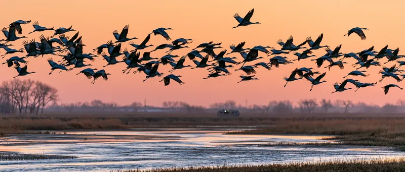 Sandhill crane (Antigone canadensis) in Nebraska