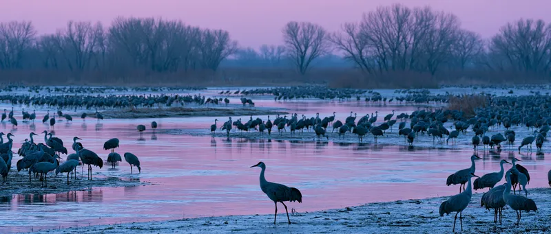 Sandhill crane — Antigone canadensis