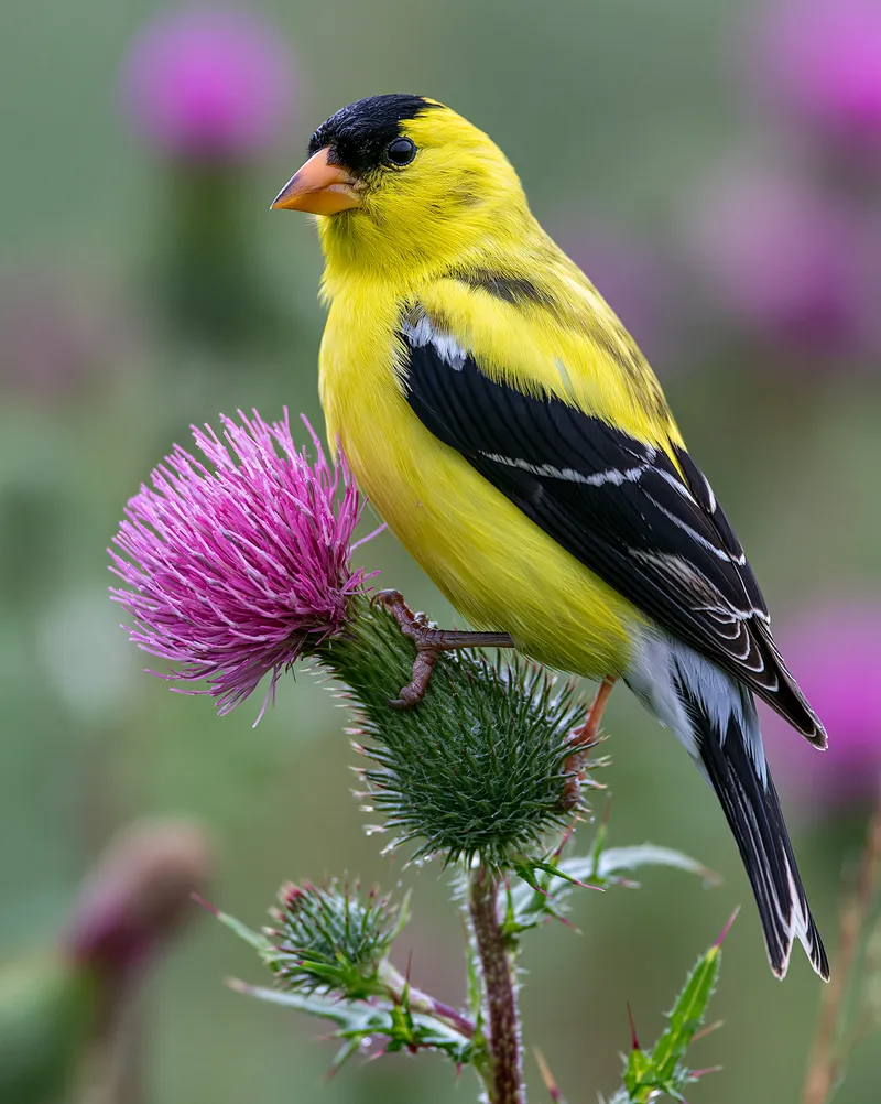 American goldfinch — Spinus tristis