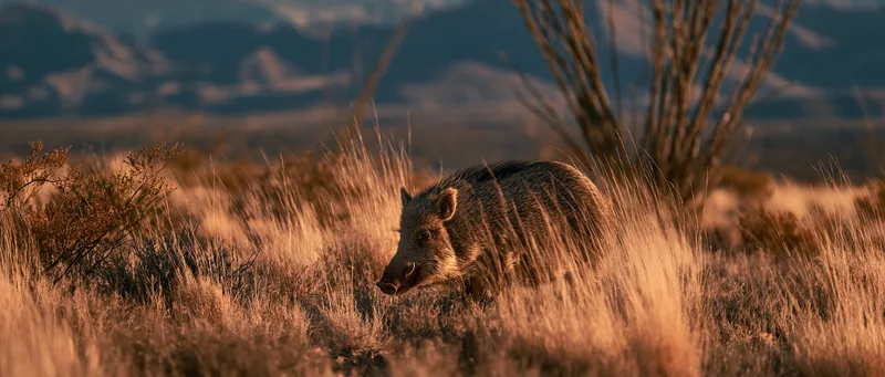 Collared Peccary (Javelina) in New Mexico