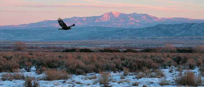 Golden Eagle in New Mexico
